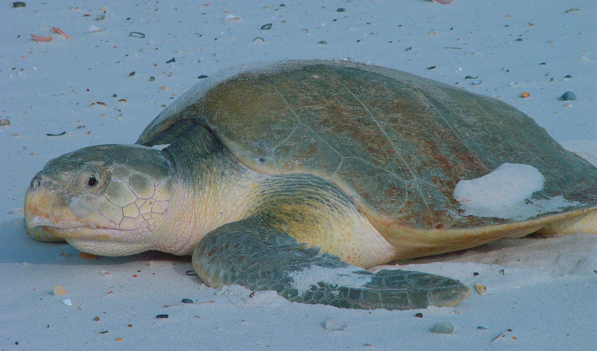 Kemps Ridley Sea Turtle Facts Distribution Population BioDB kemps-ridley-sea-turtle-facts-distribution-population-biodb